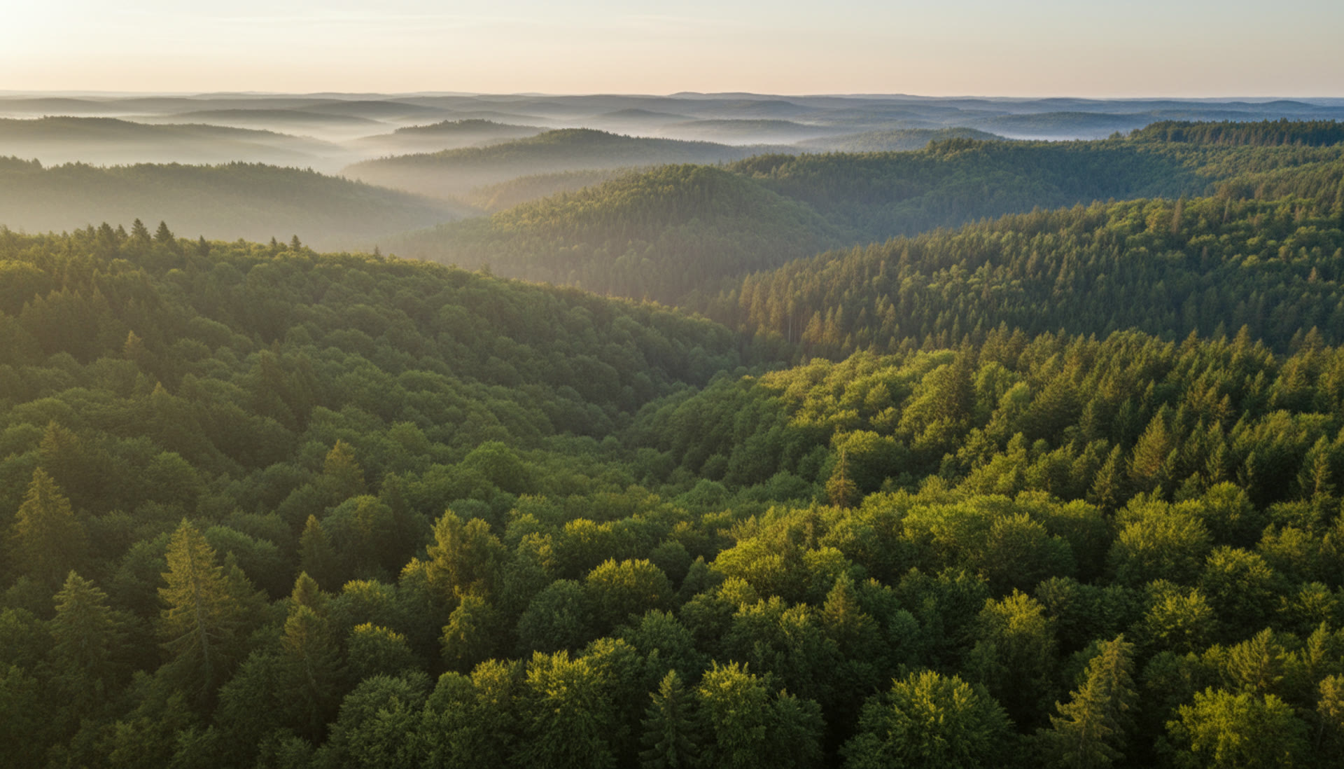Unberührter Wald im Sauerland